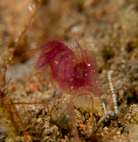 Algae shrimp