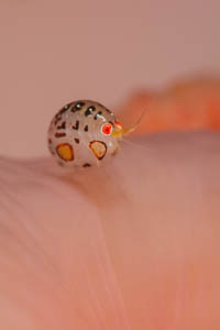 Teeny tiny ladybug