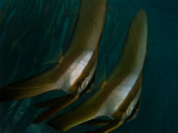 Twilight dive with juvenile batfish