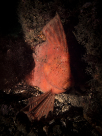 Red Indianfish
