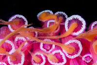 Spawning anemones