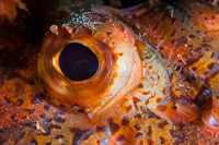 Scorpionfish Eye