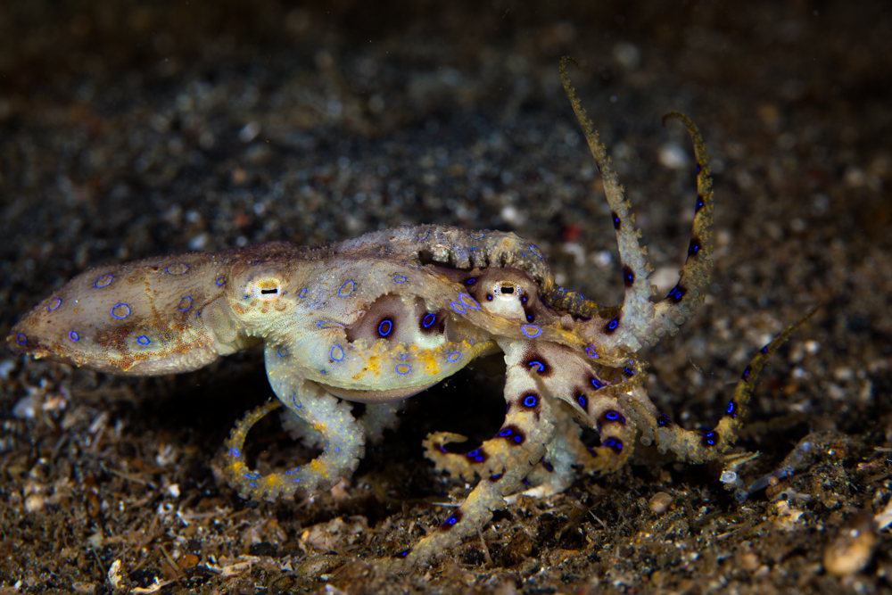 Blue Ring Octopus mating