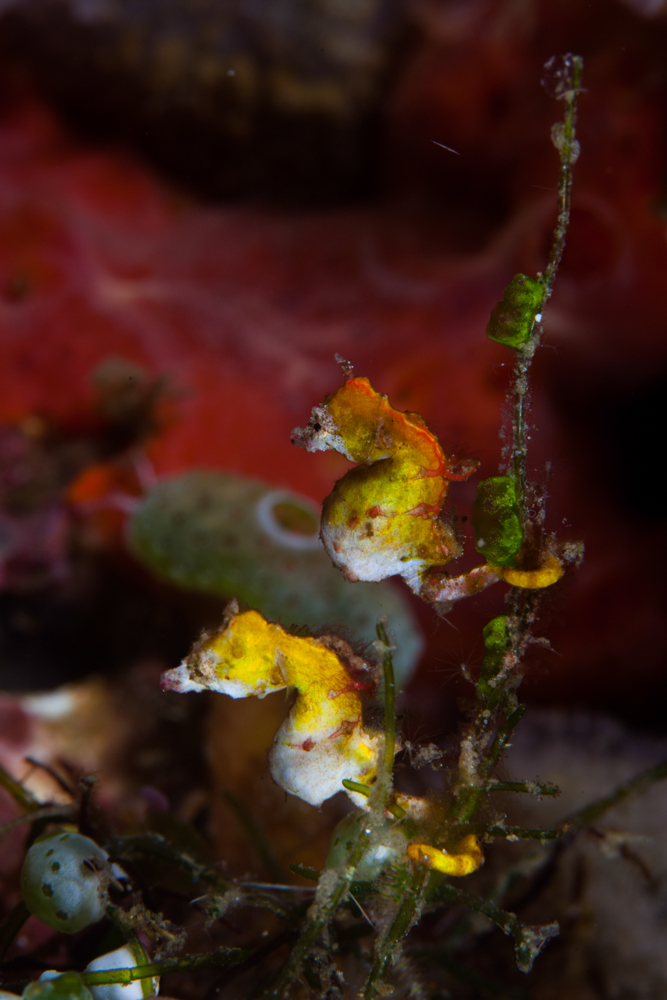 Pygmy seahorse 
