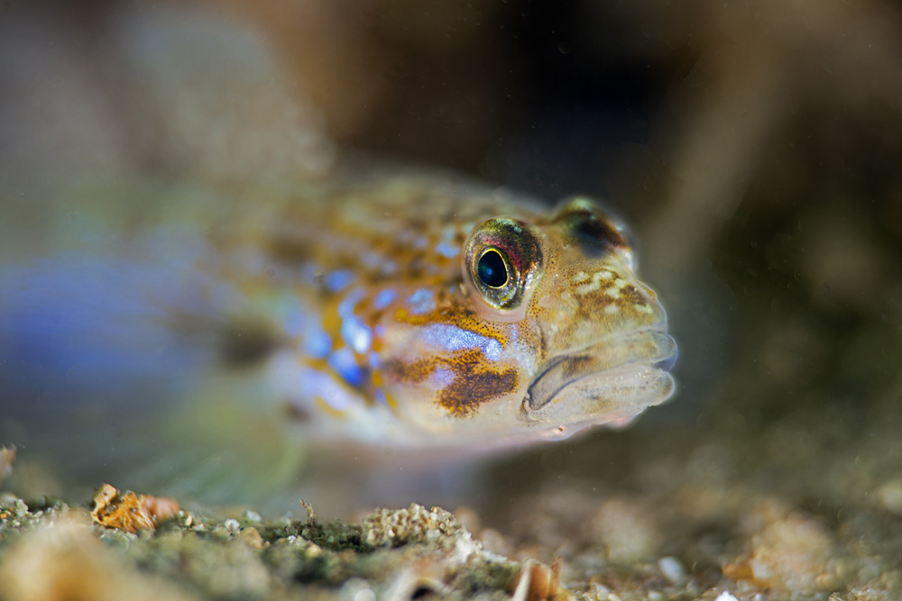"shallow"-goby
