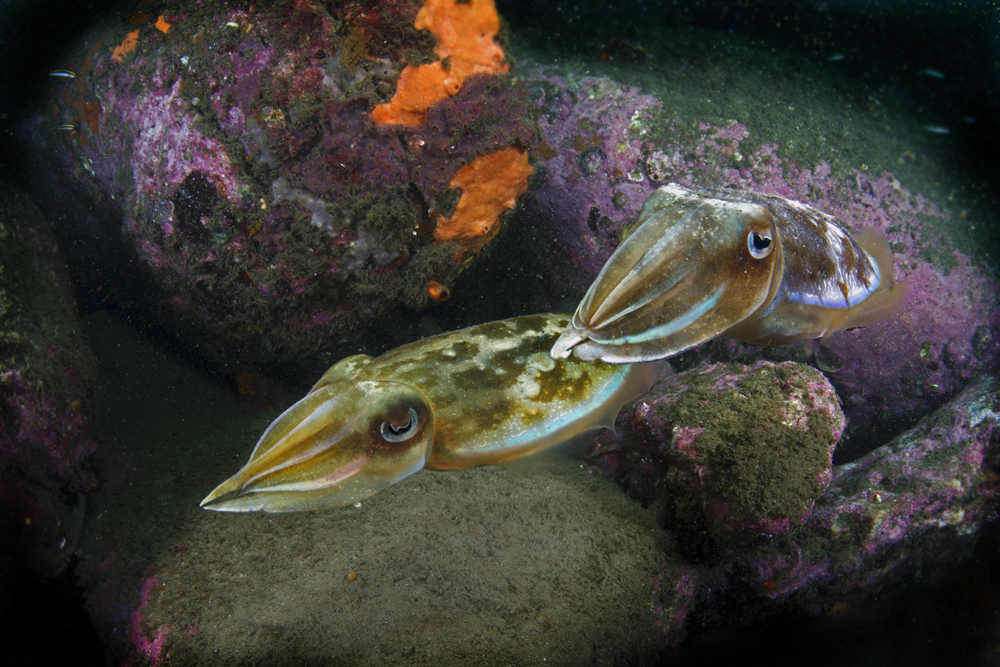 courting cuttlefishes 