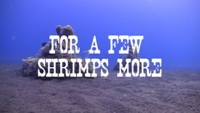 For A Few Shrimps More