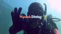 Waratah Diving