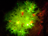 Fluorescent telesto soft corals