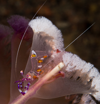 Glass shrimp on sea pen