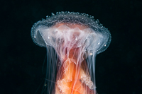 Bubbled dome jellyfish