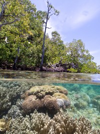 Mangroves n Coral