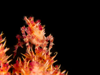 Hoplophrys oatesii