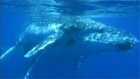 The Humpback Whales of Tonga